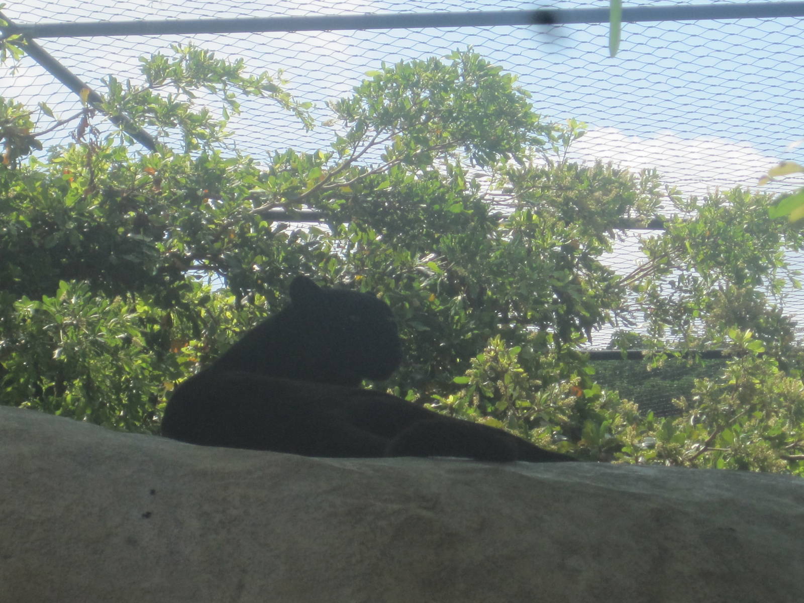 Leopard Rock- Black Leopard