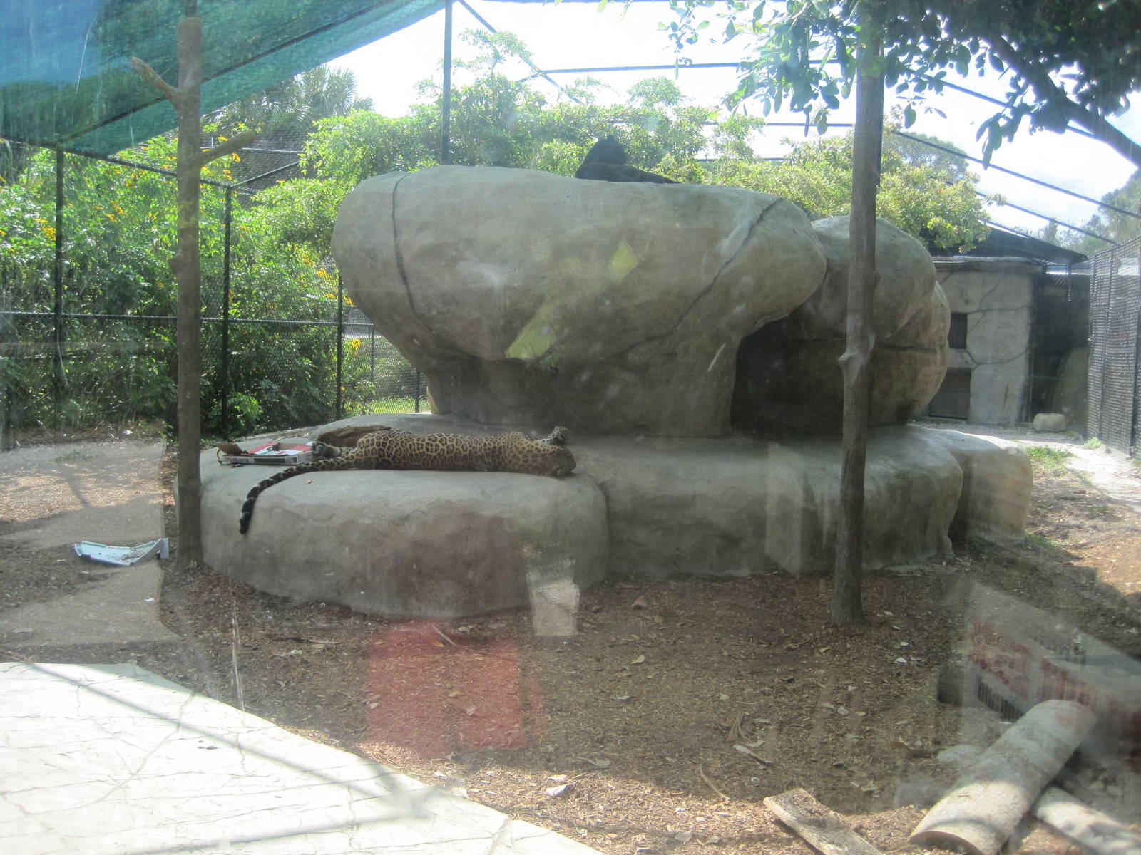 Leopard Rock- Leopard Exhibit