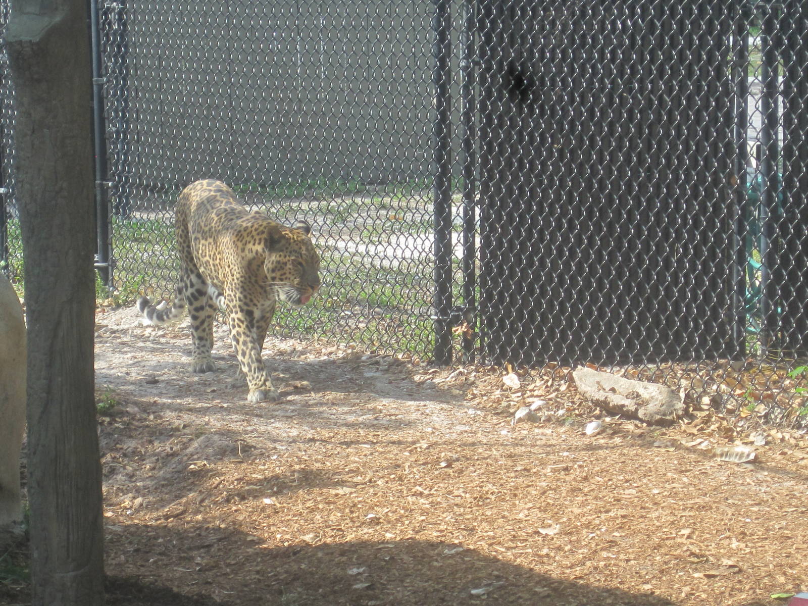 Leopard Rock- Leopard