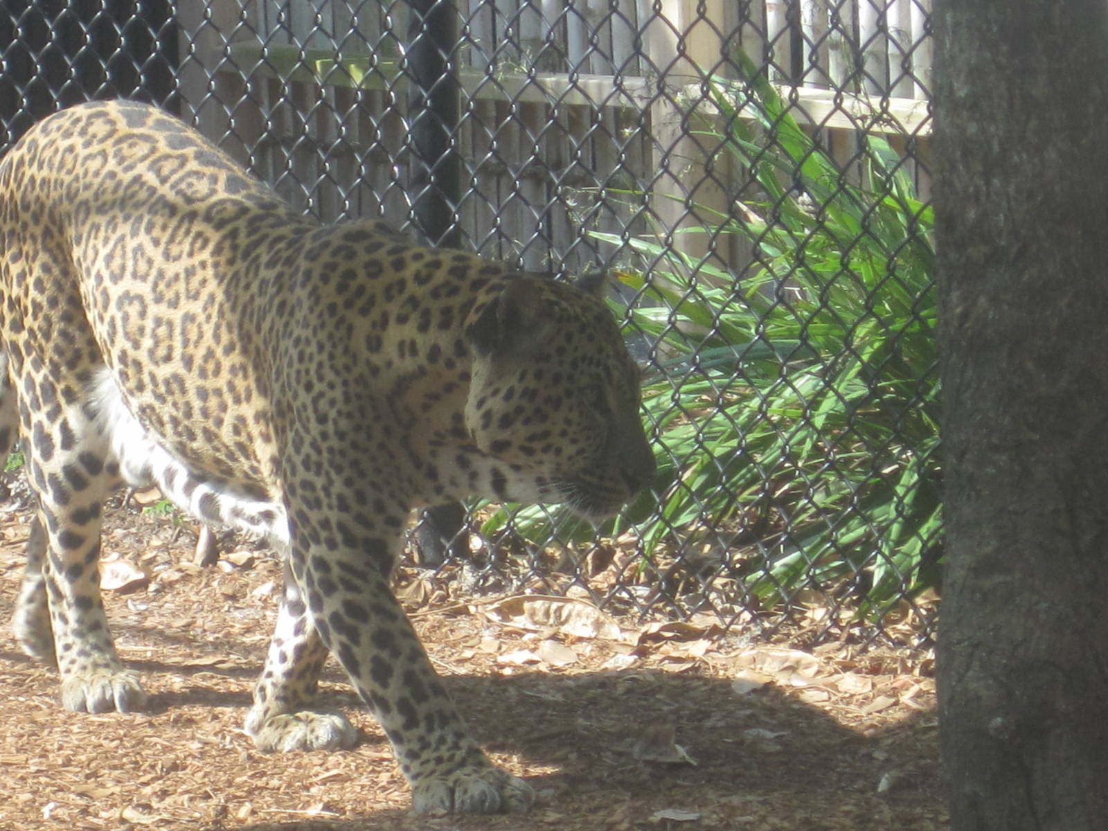 Leopard Rock- Leopard