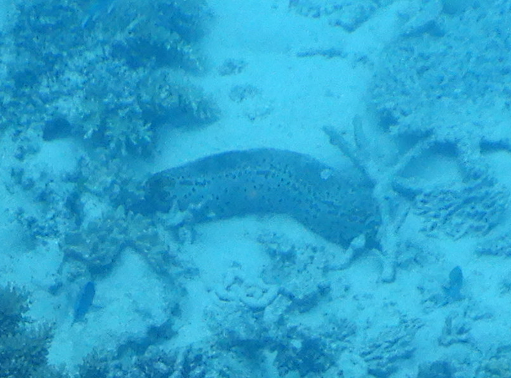 Leopard Sea Cucumber