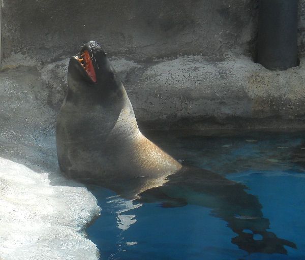 Leopard Seal 2010