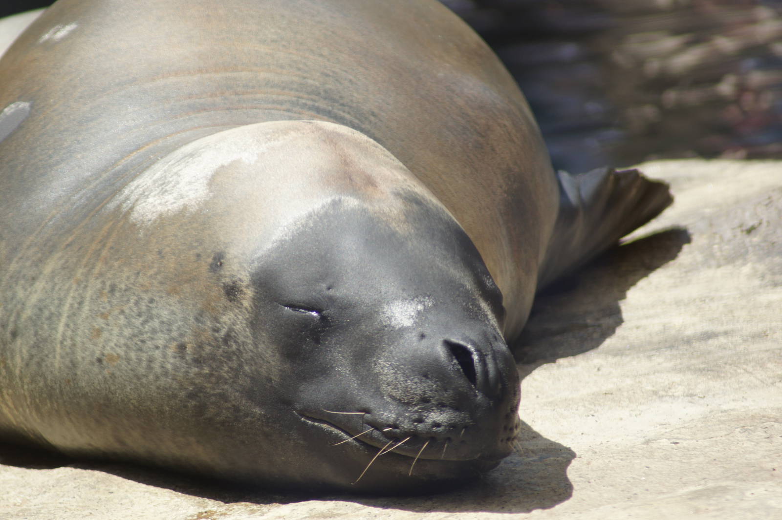 Leopard Seal 'Casey'