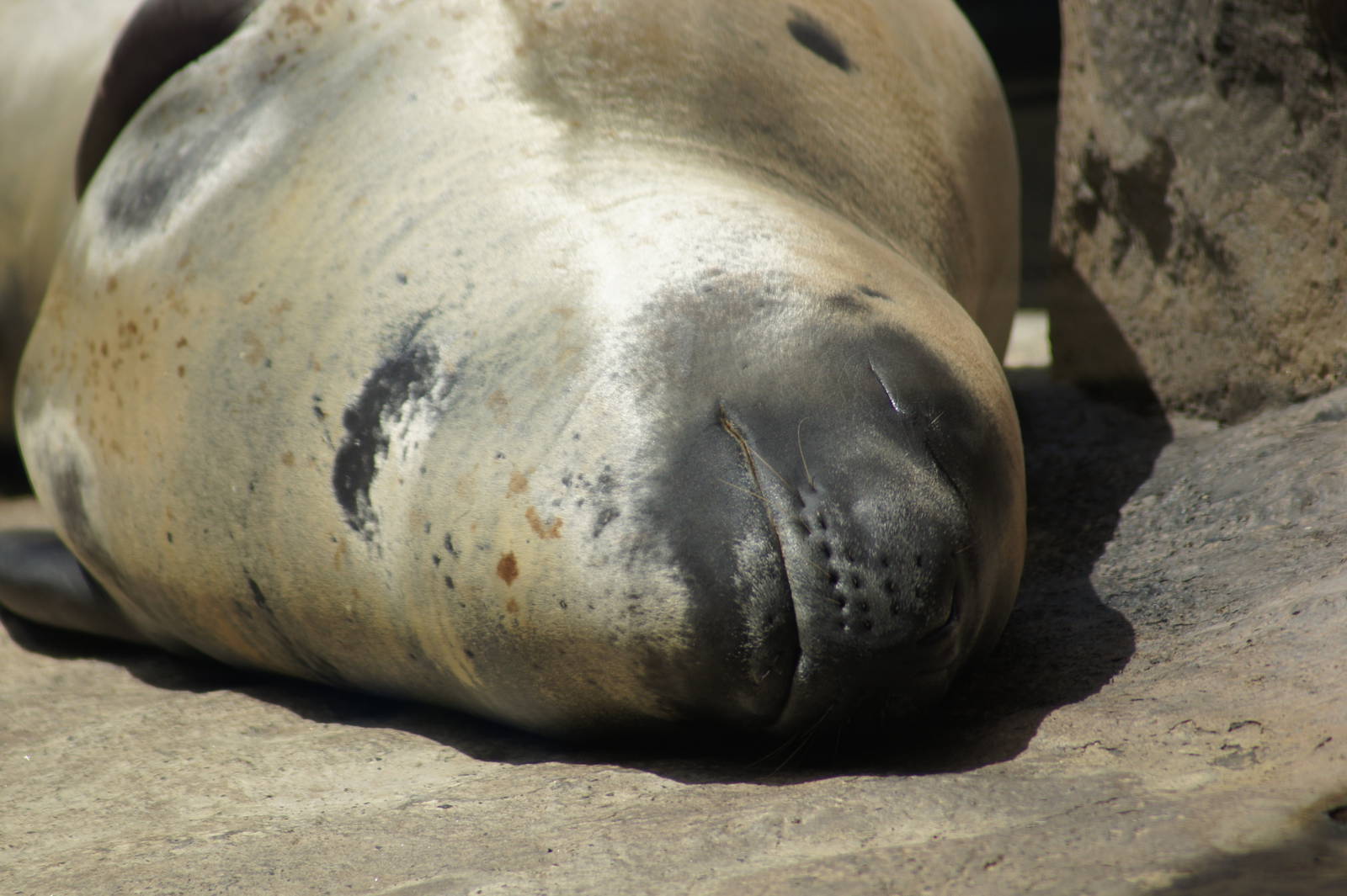 Leopard Seal 'Casey'
