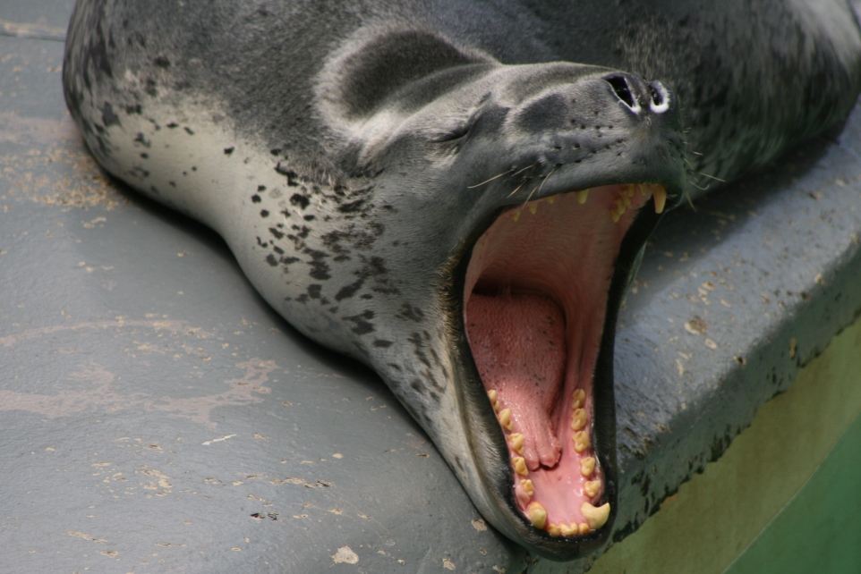 Leopard seal dentition
