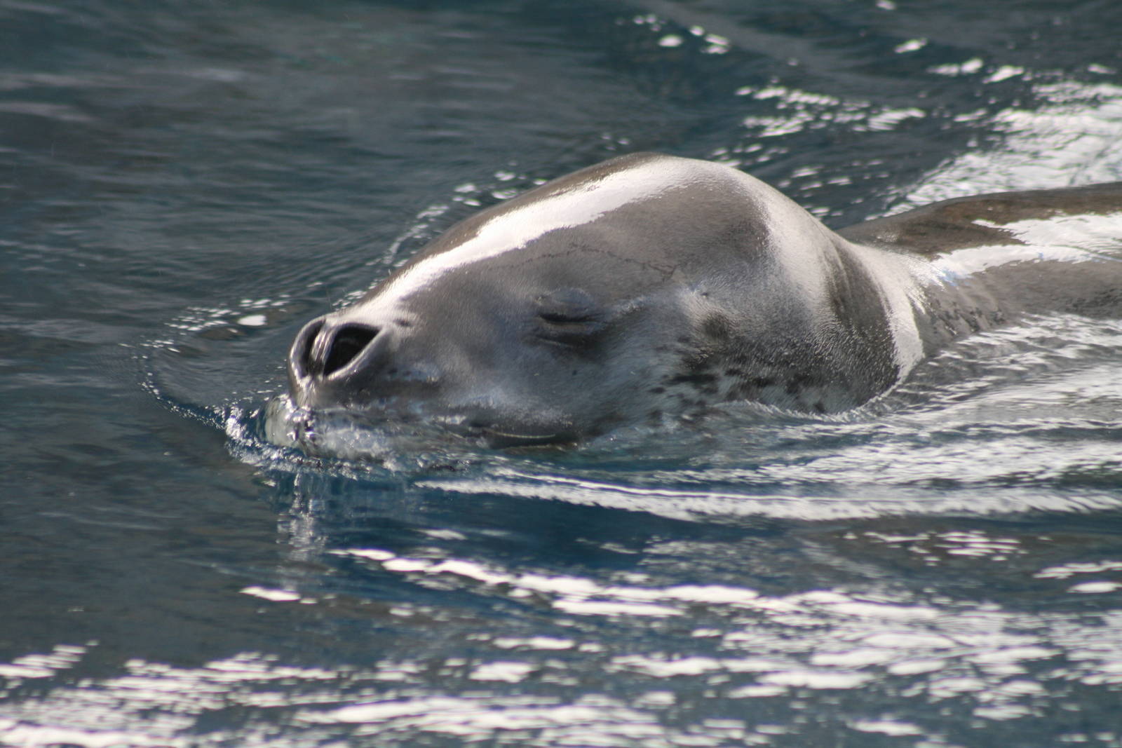 Leopard seal. Great SouthernOcean. Taronga Zoo 8/4/2008