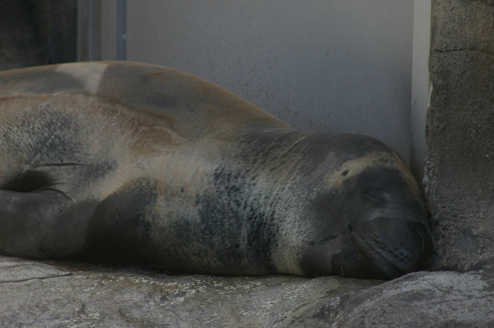 leopard seal (Hydrurga leptonyx)