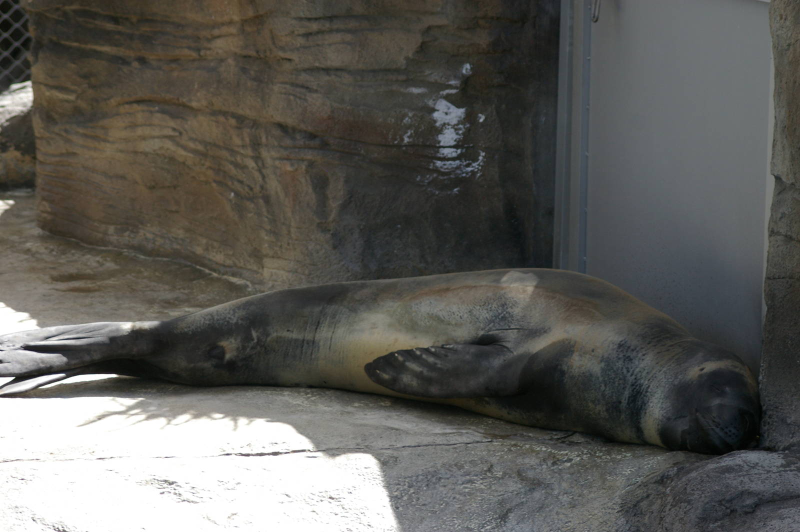 leopard seal (Hydrurga leptonyx)