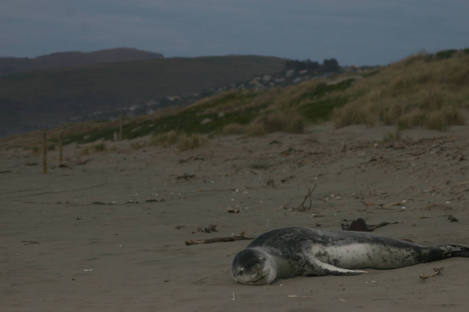 leopard seal (Hydrurga leptonyx)