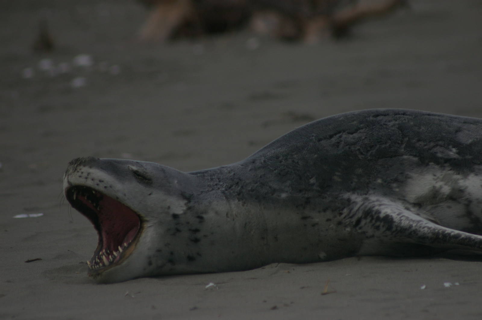 leopard seal (Hydrurga leptonyx)