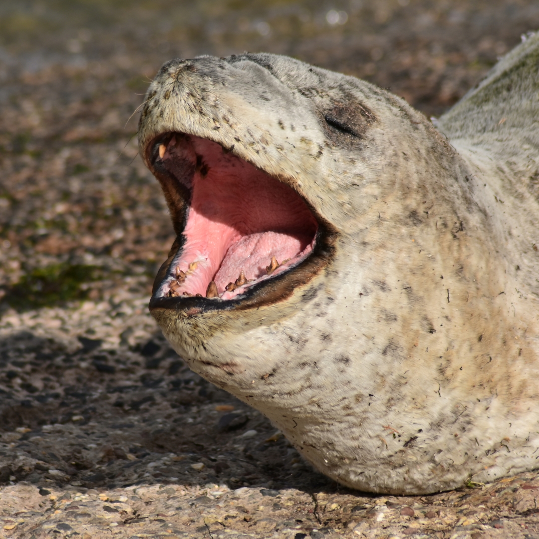 Leopard Seal - Hydrurga leptonyx
