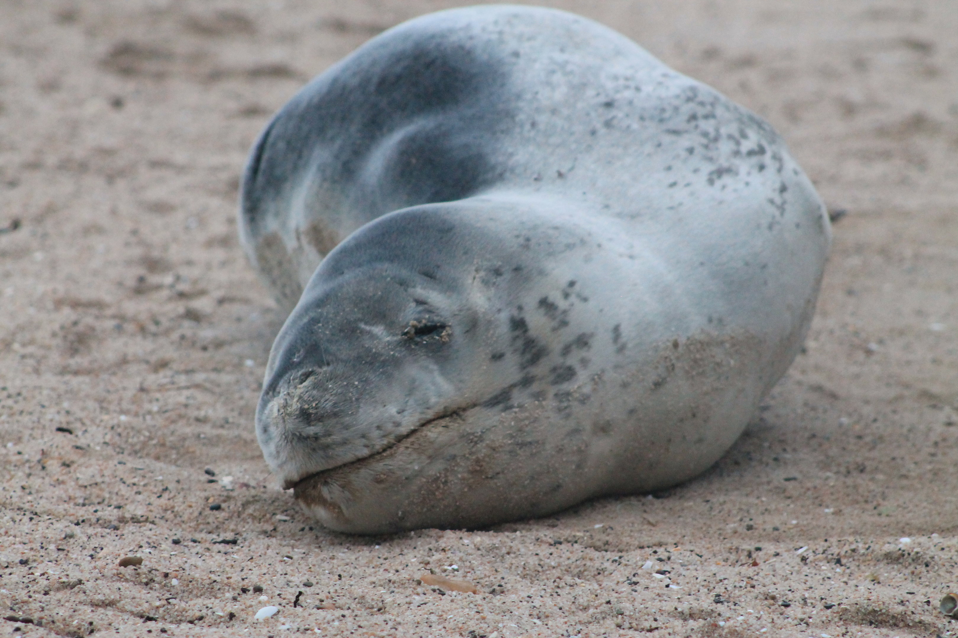 Leopard Seal (Hydrurga leptonyx)