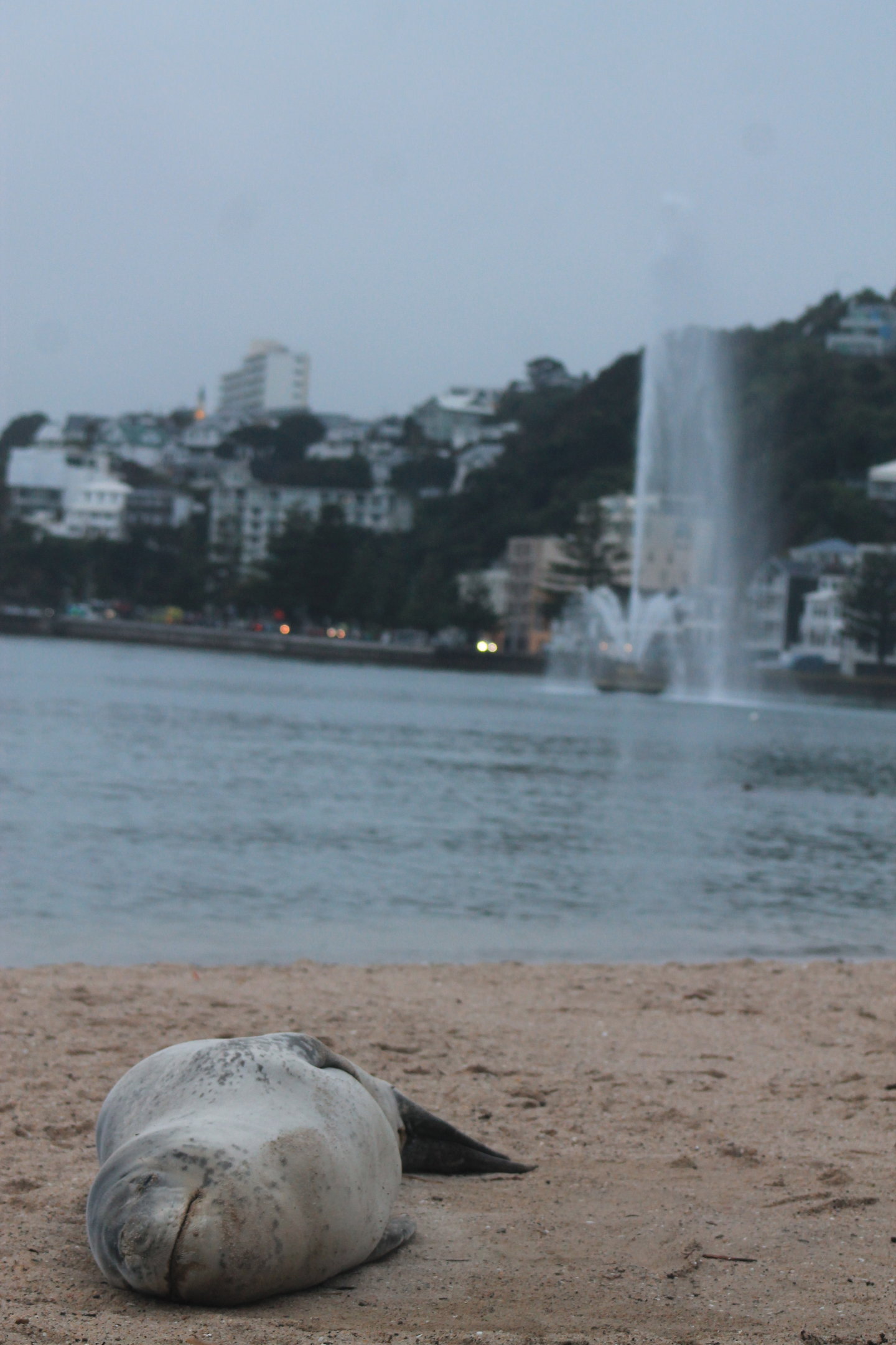 Leopard Seal (Hydrurga leptonyx)