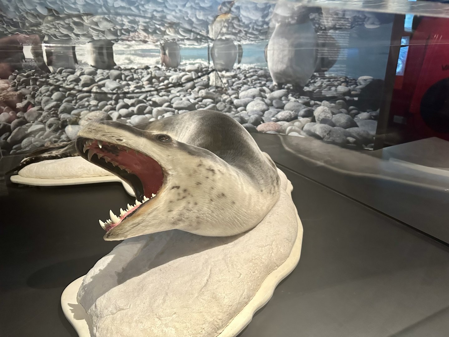 Leopard seal (Hydrurga leptonyx)