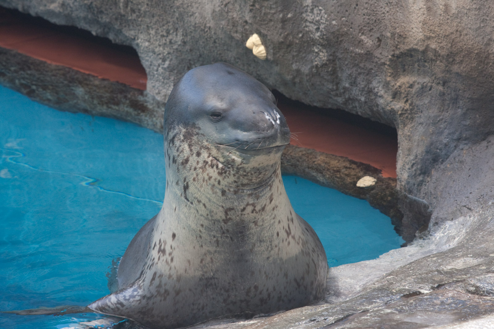 Leopard Seal - Jan 2009