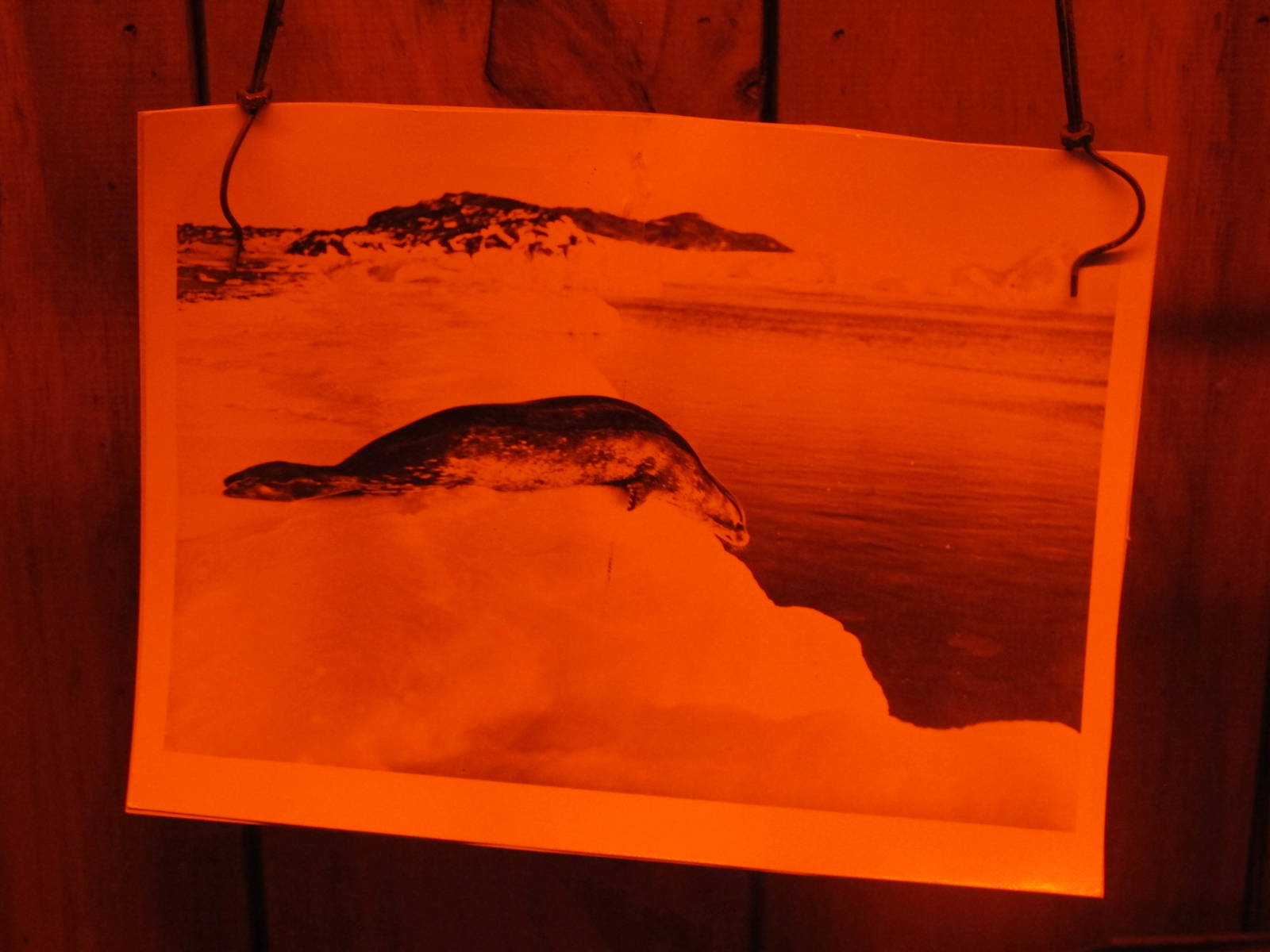 Leopard Seal - Kelly Tarlton's 2012