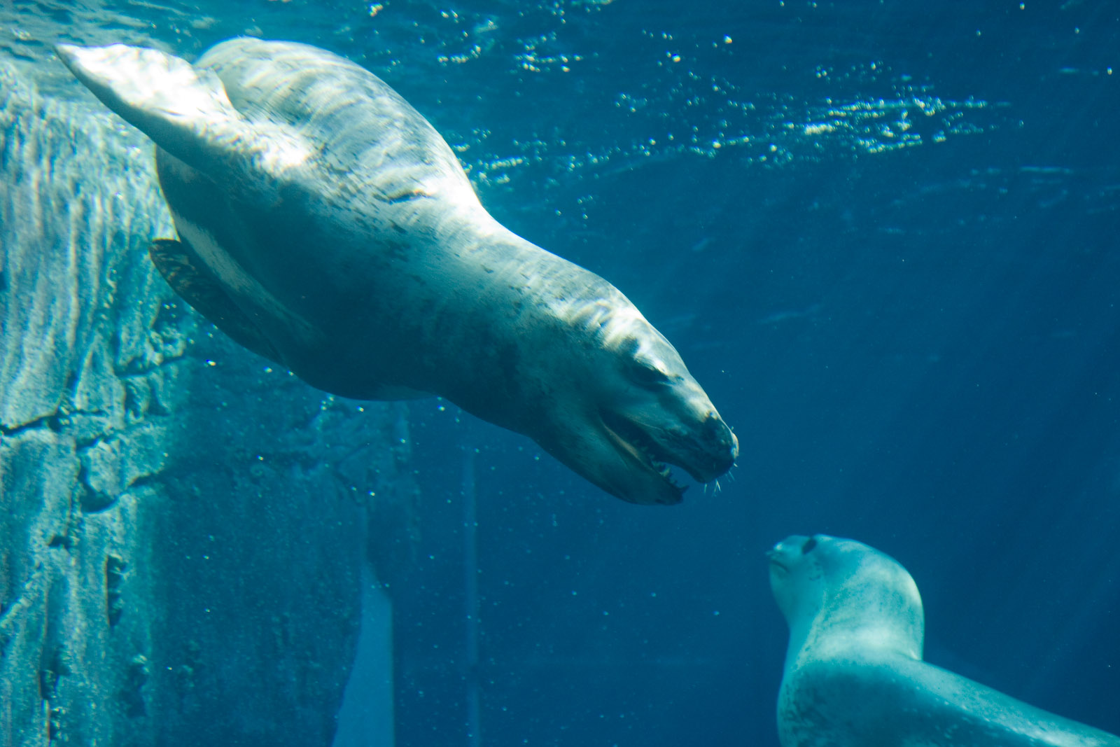 Leopard Seal - May 2008