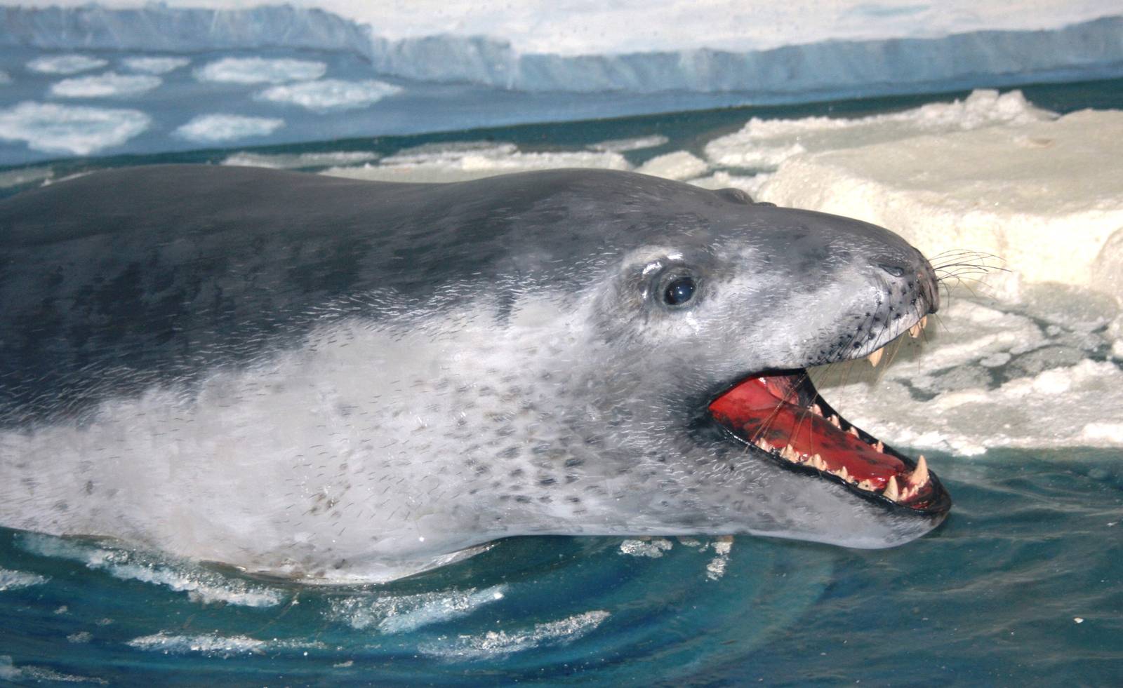 Leopard seal; Natural History Museum Brussels; 14th May 2010