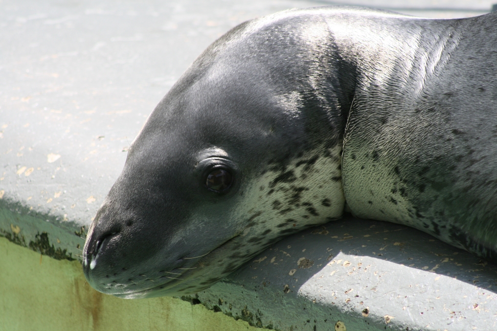 Leopard seal portrait