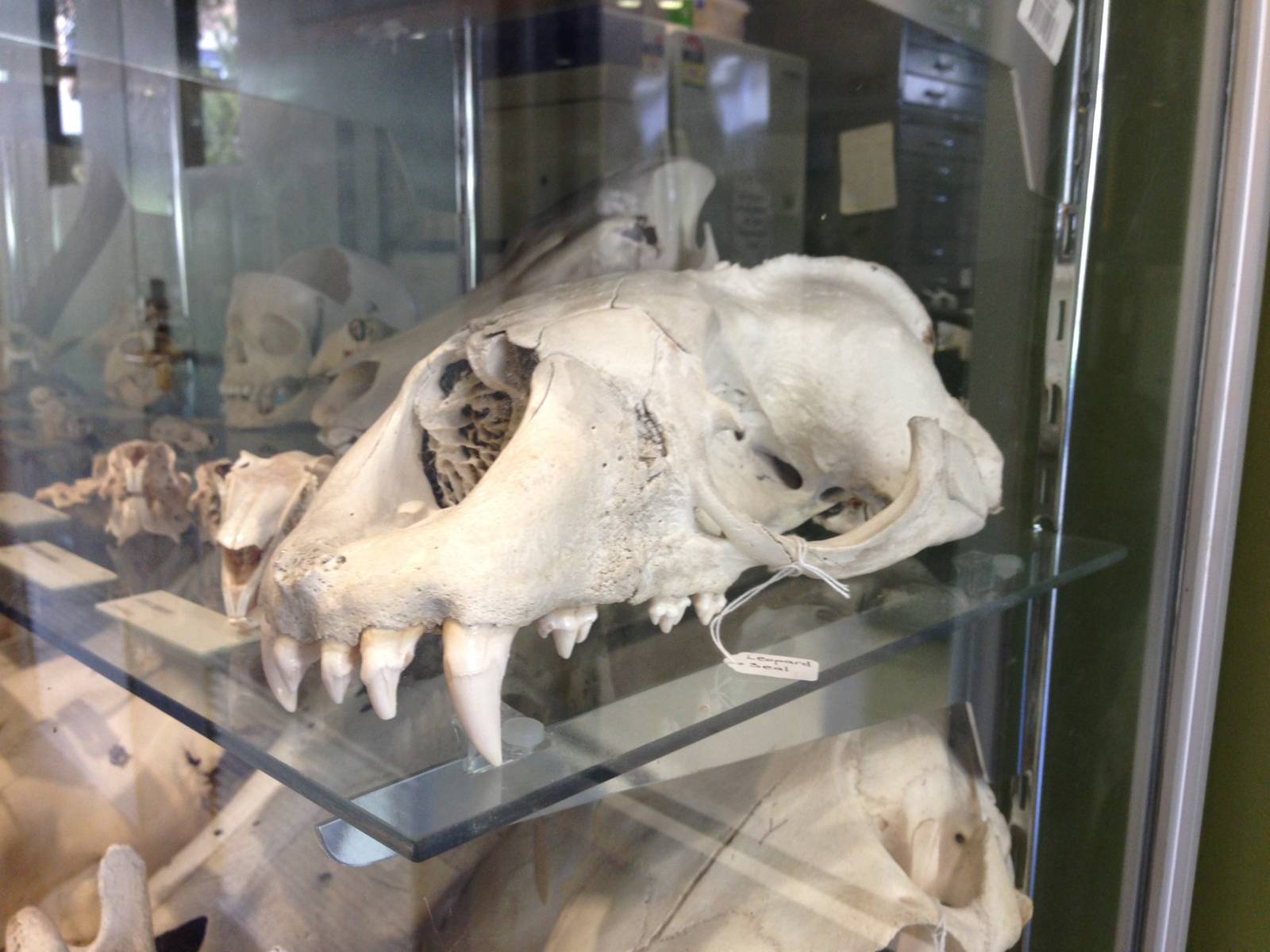 Leopard Seal Skull