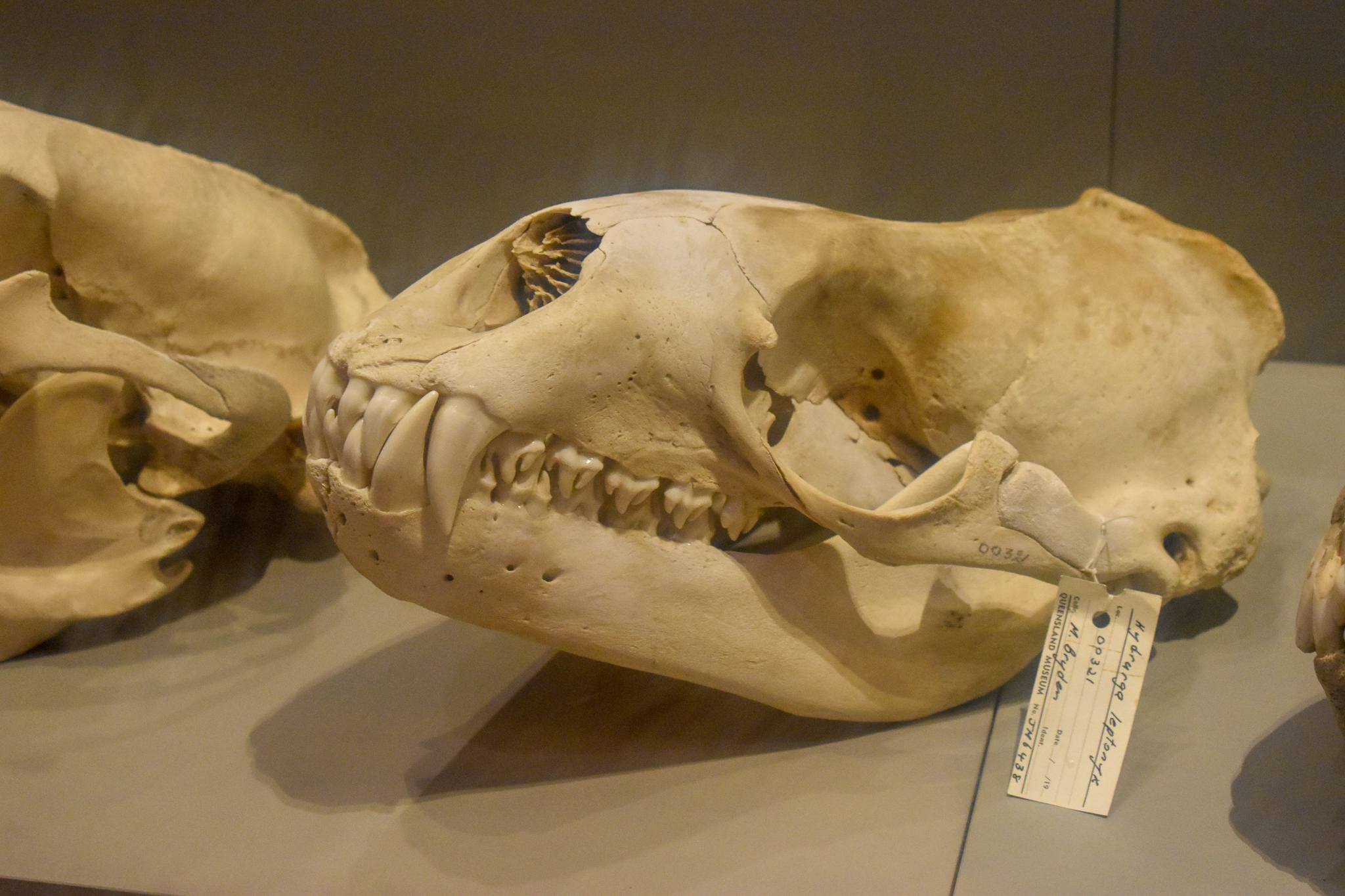 Leopard Seal Skull