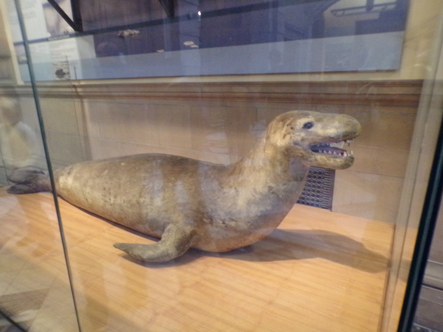 Leopard seal (taken at Kelvingrove museum) 12.2.24