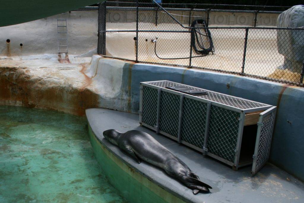 Leopard seal with transport cage