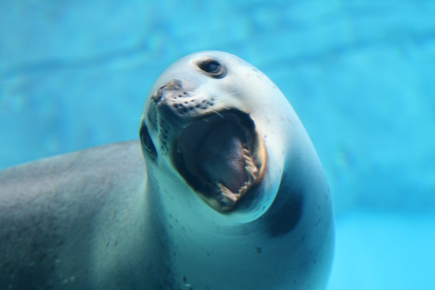 Leopard Seal