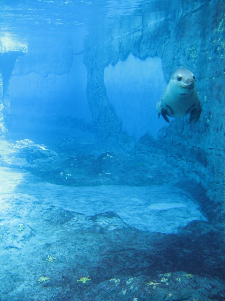 Leopard Seal