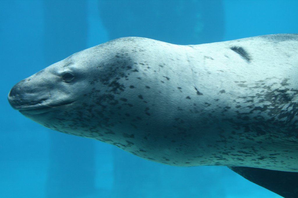 Leopard Seal