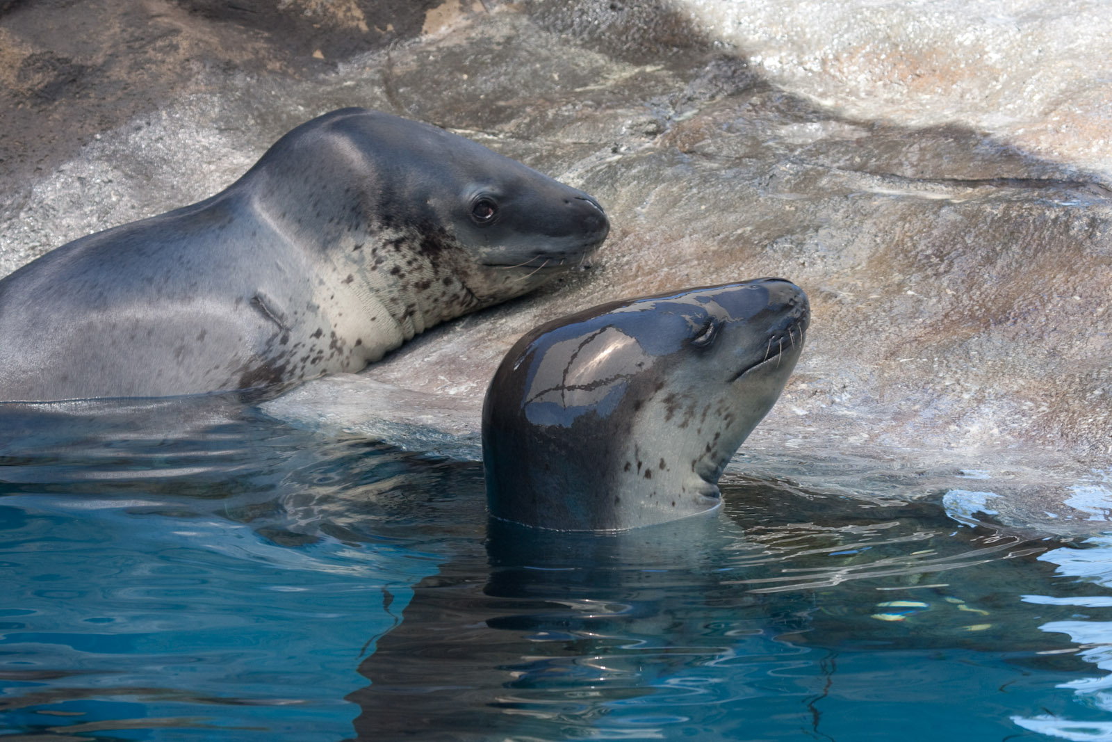 Leopard Seals - Jan 2009