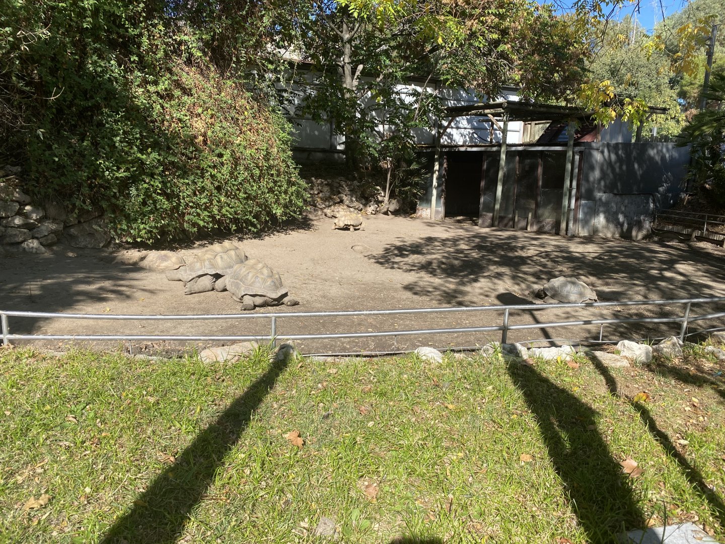 Leopard, Seychelles giant and  African spurred tortoise outdoor enclosure