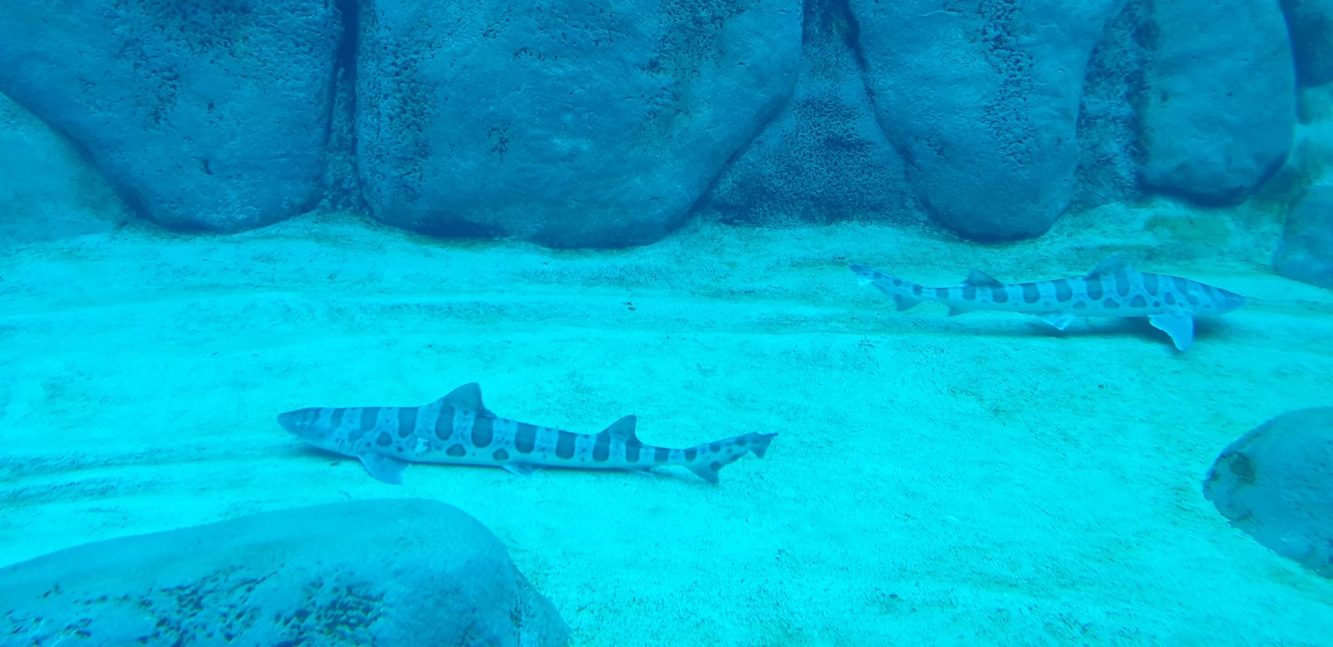 Leopard Shark, Africa Rocks
