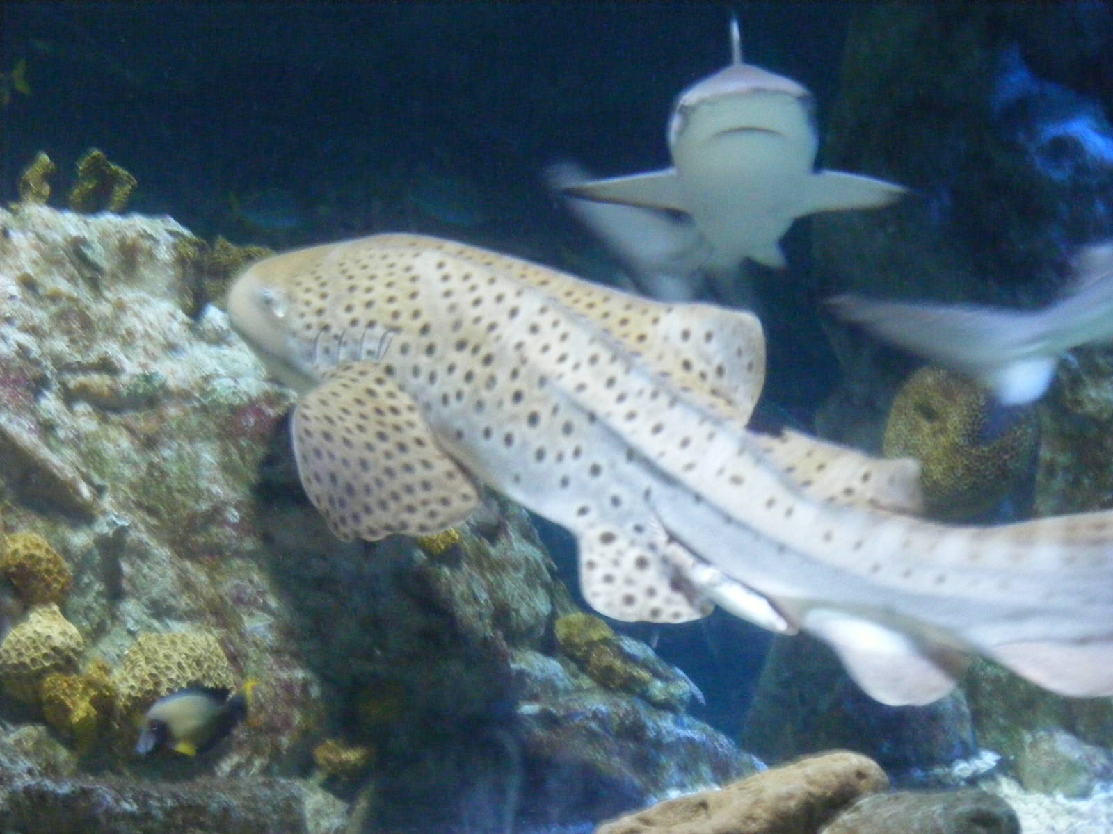 Leopard shark and black tip reef shark at Benalmadena Sea Life Centre, 1 Ma