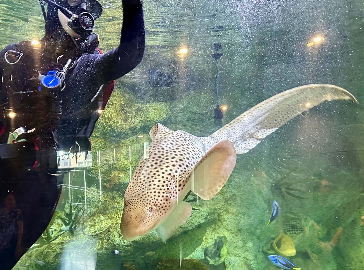 Leopard Shark and Diver