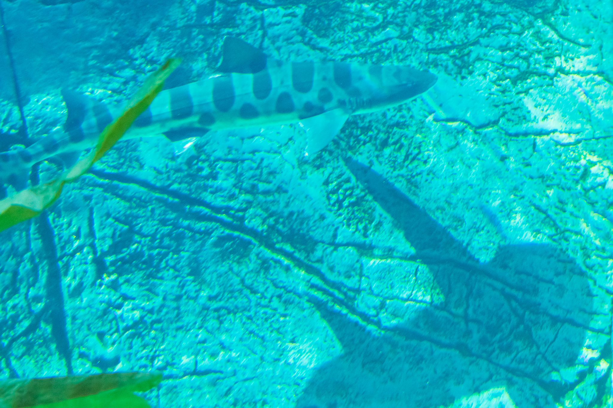 Leopard shark and his shadow