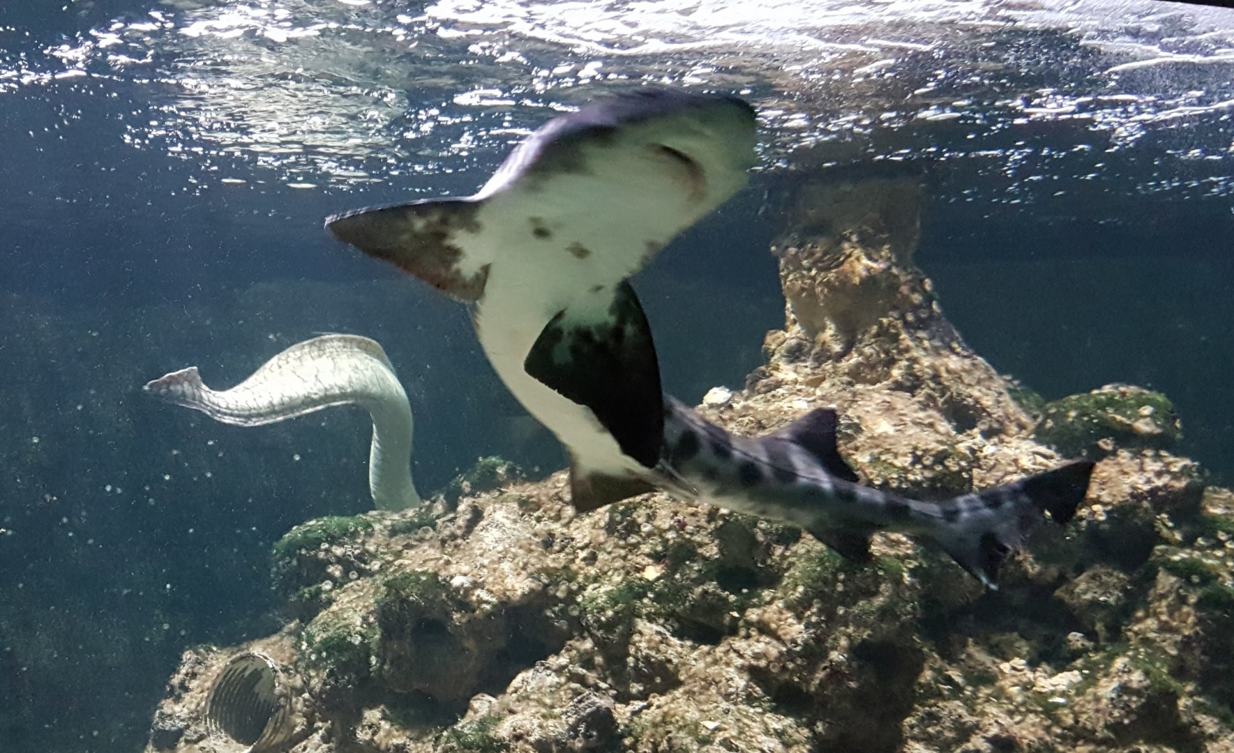 Leopard shark and Mediterranean moray