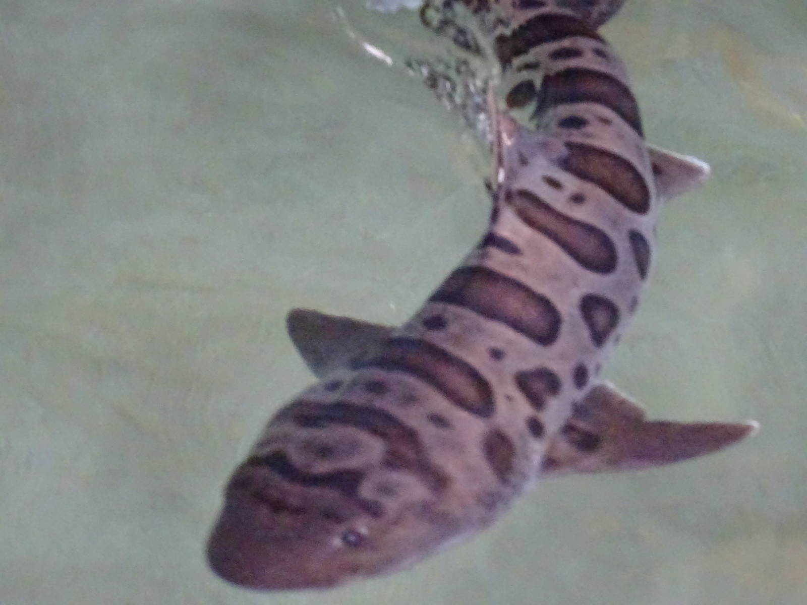 Leopard Shark at SeaWorld Orlando