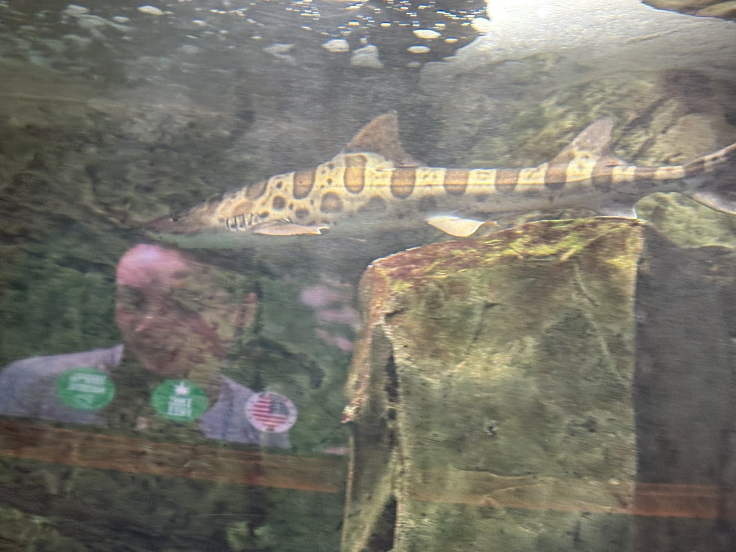 Leopard Shark - Caesar’s Palace Forum Shops Aquarium