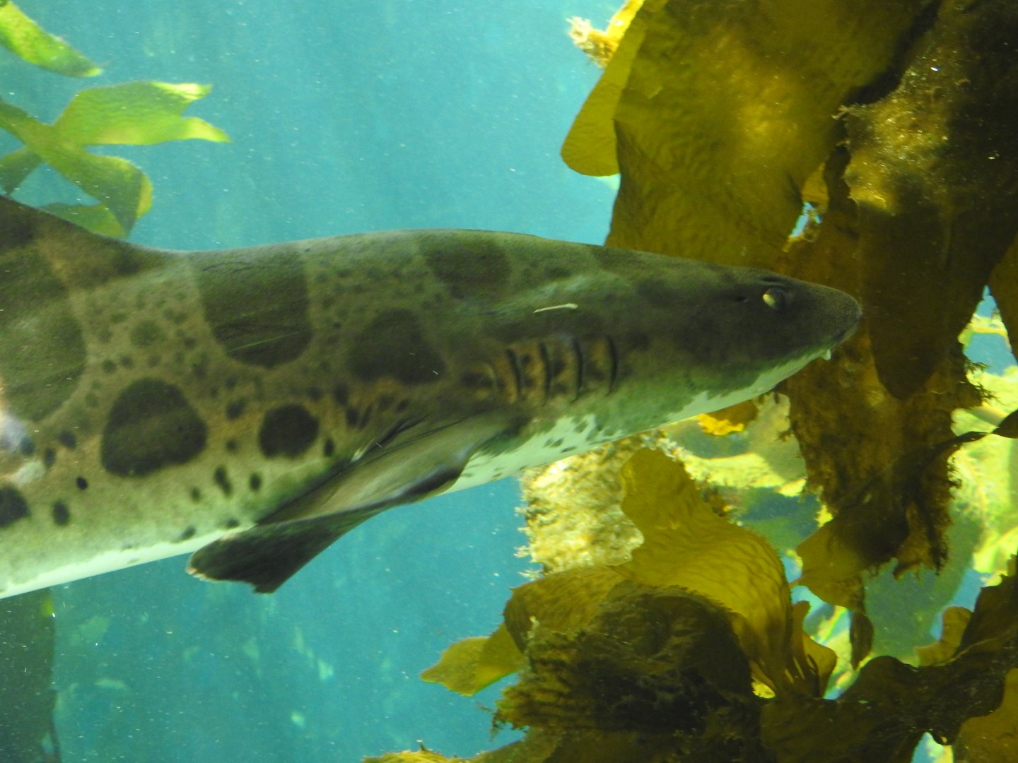 Leopard Shark closeup