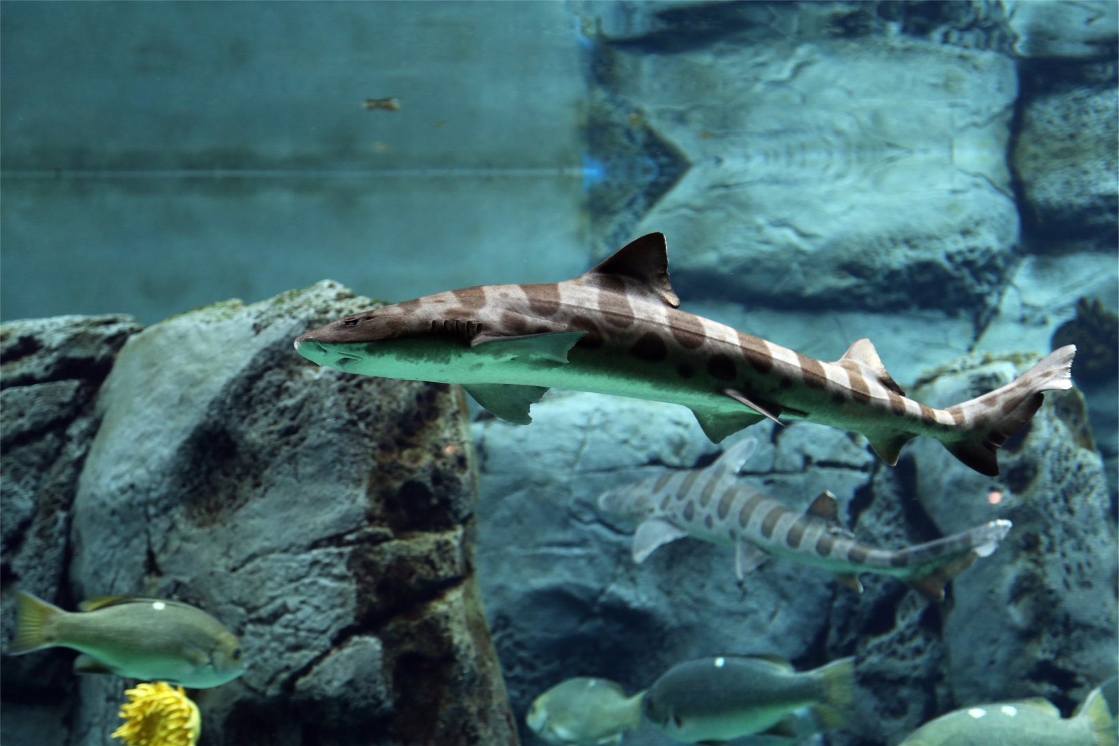 Leopard Shark, December 2019