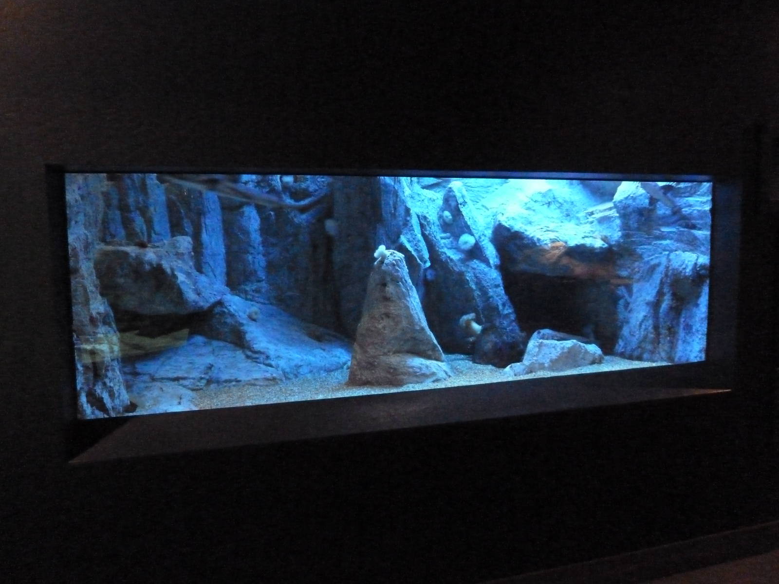 Leopard Shark Exhibit