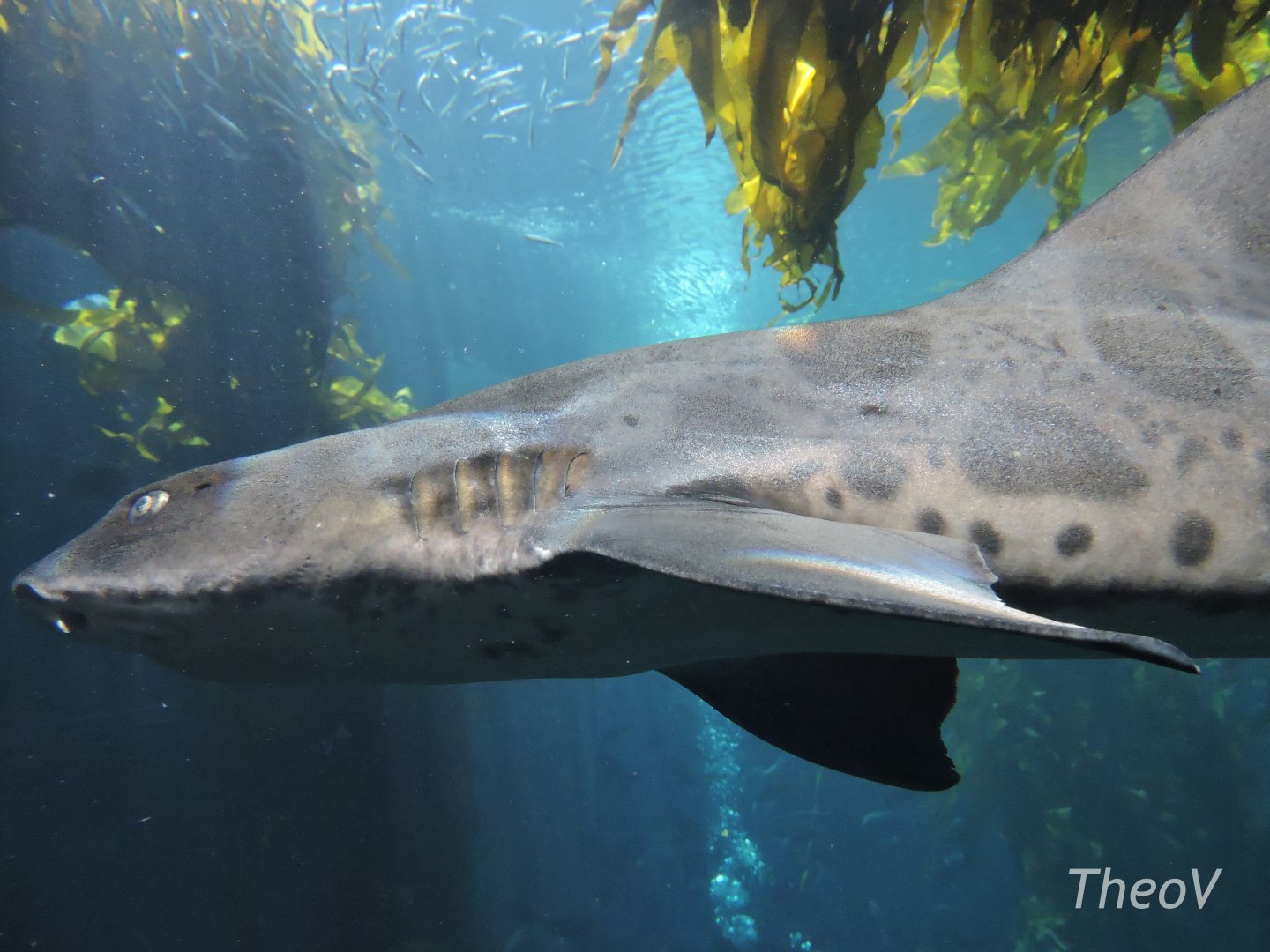 Leopard shark - Kelp forest [2015]