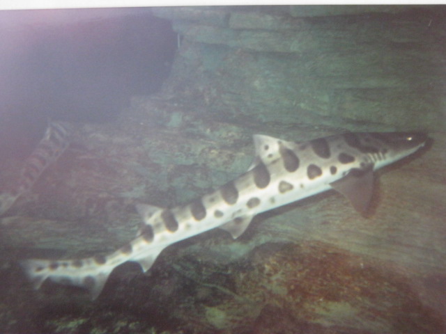 Leopard Shark ? London Zoo Aquarium 1990.