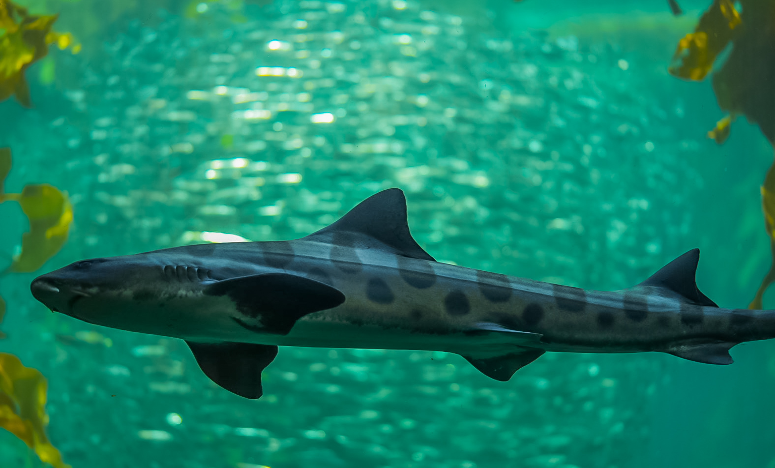 Leopard Shark & Northern Anchovies