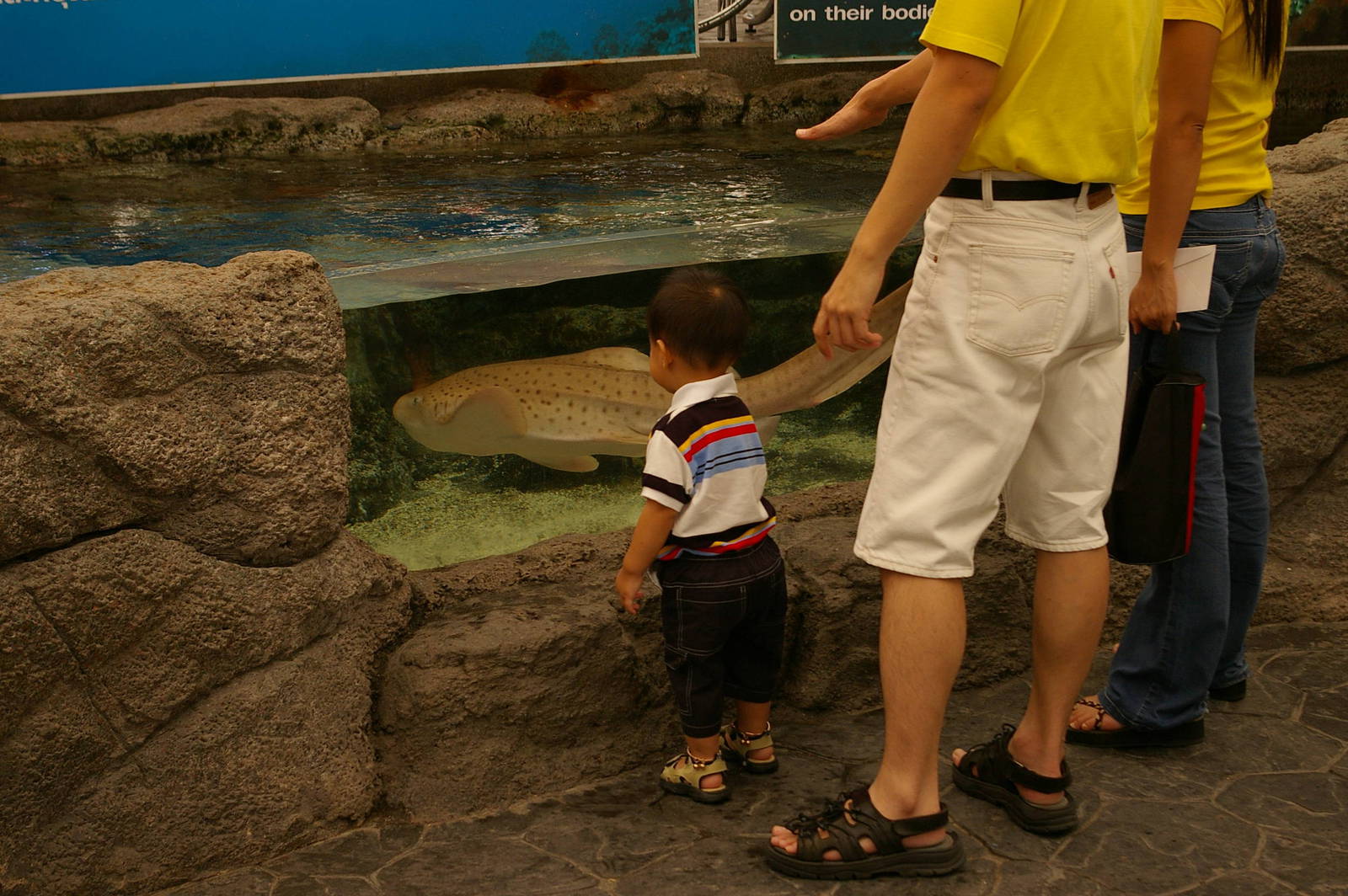 leopard shark, Pattaya Underwater World (Thailand)