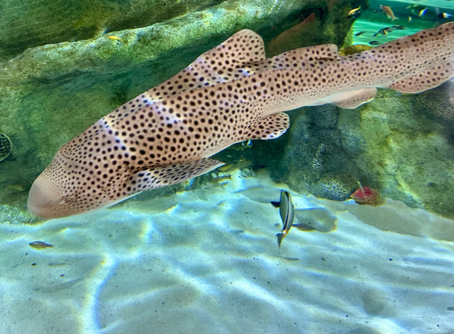 Leopard shark (Stegostoma tigrinum)
