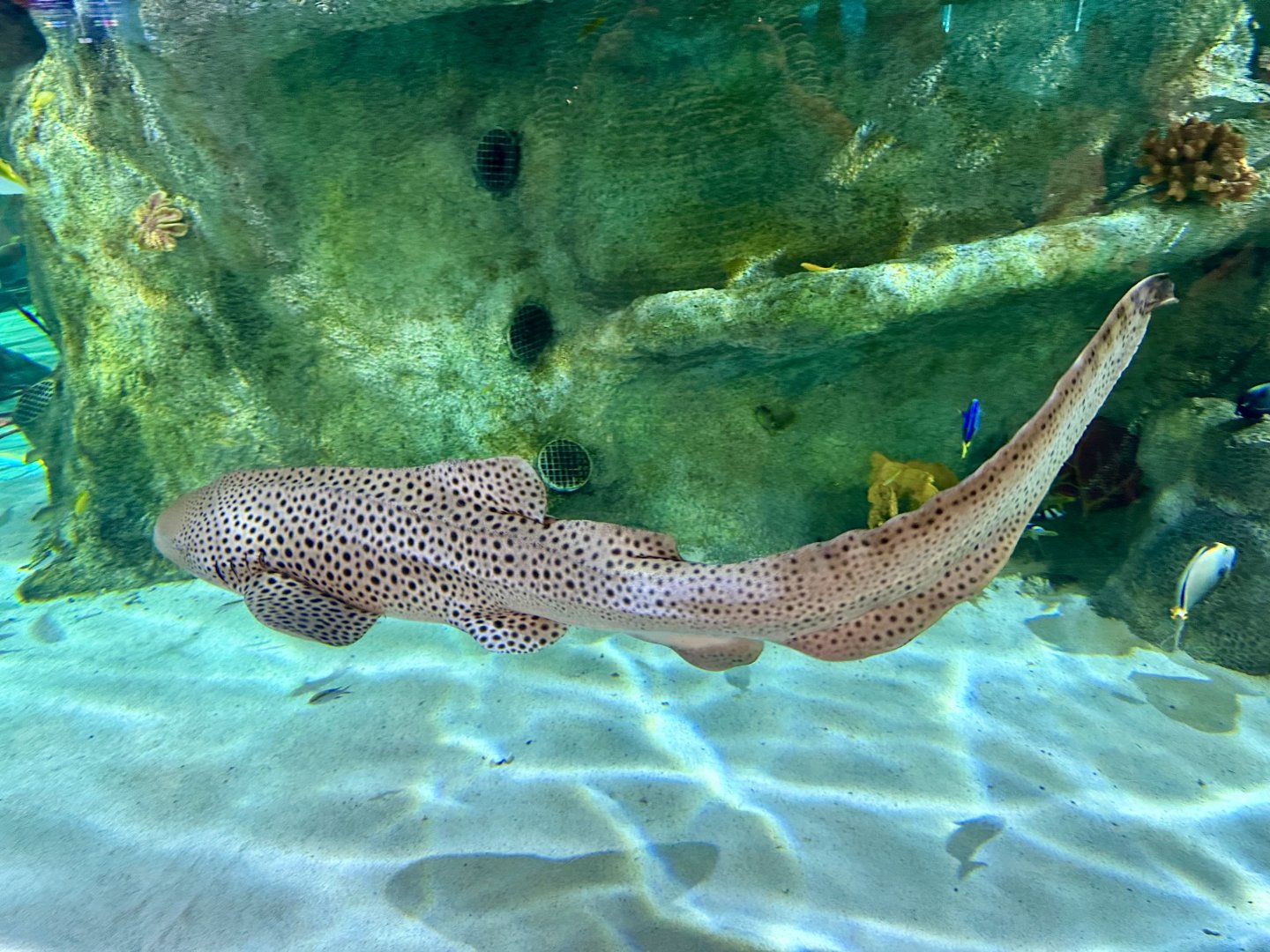 Leopard Shark (Stegostoma tigrinum)