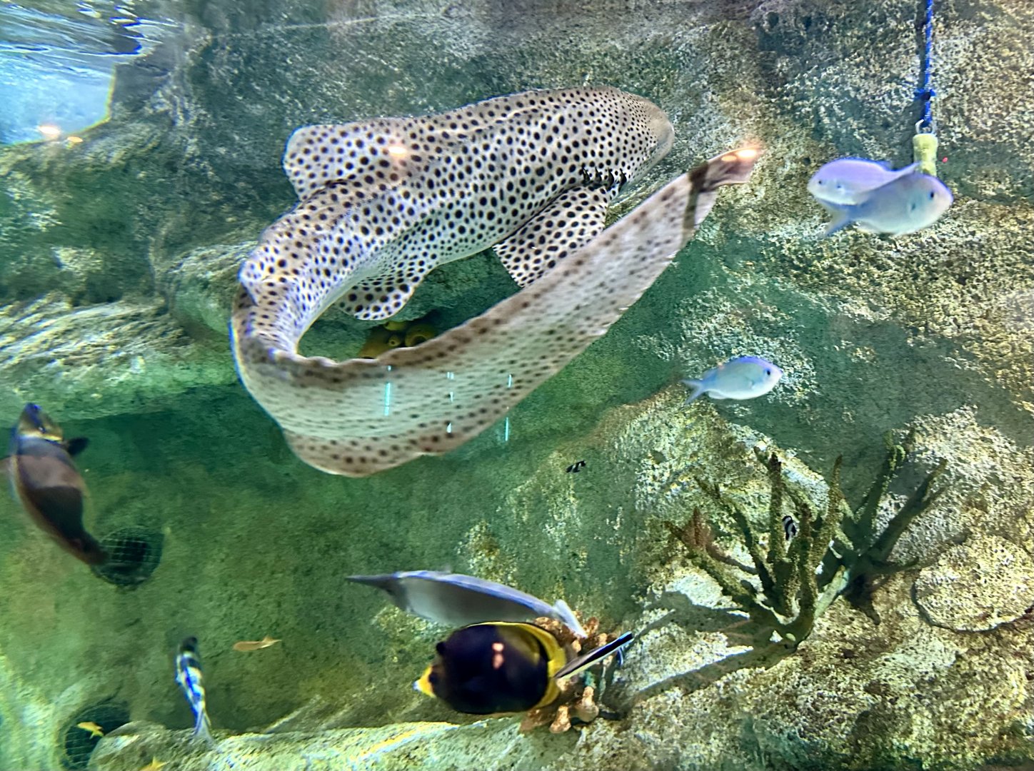 Leopard shark (Stegostoma tigrinum)