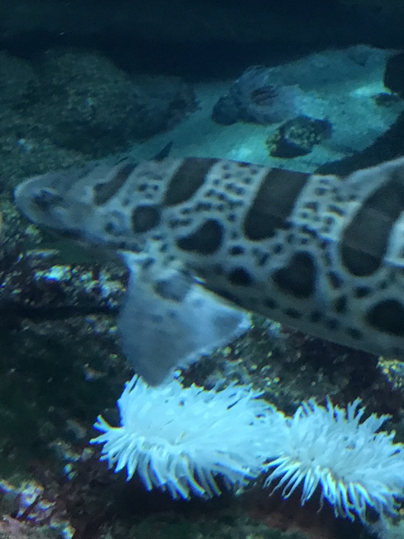 Leopard Shark (Triakis semifasaciata)